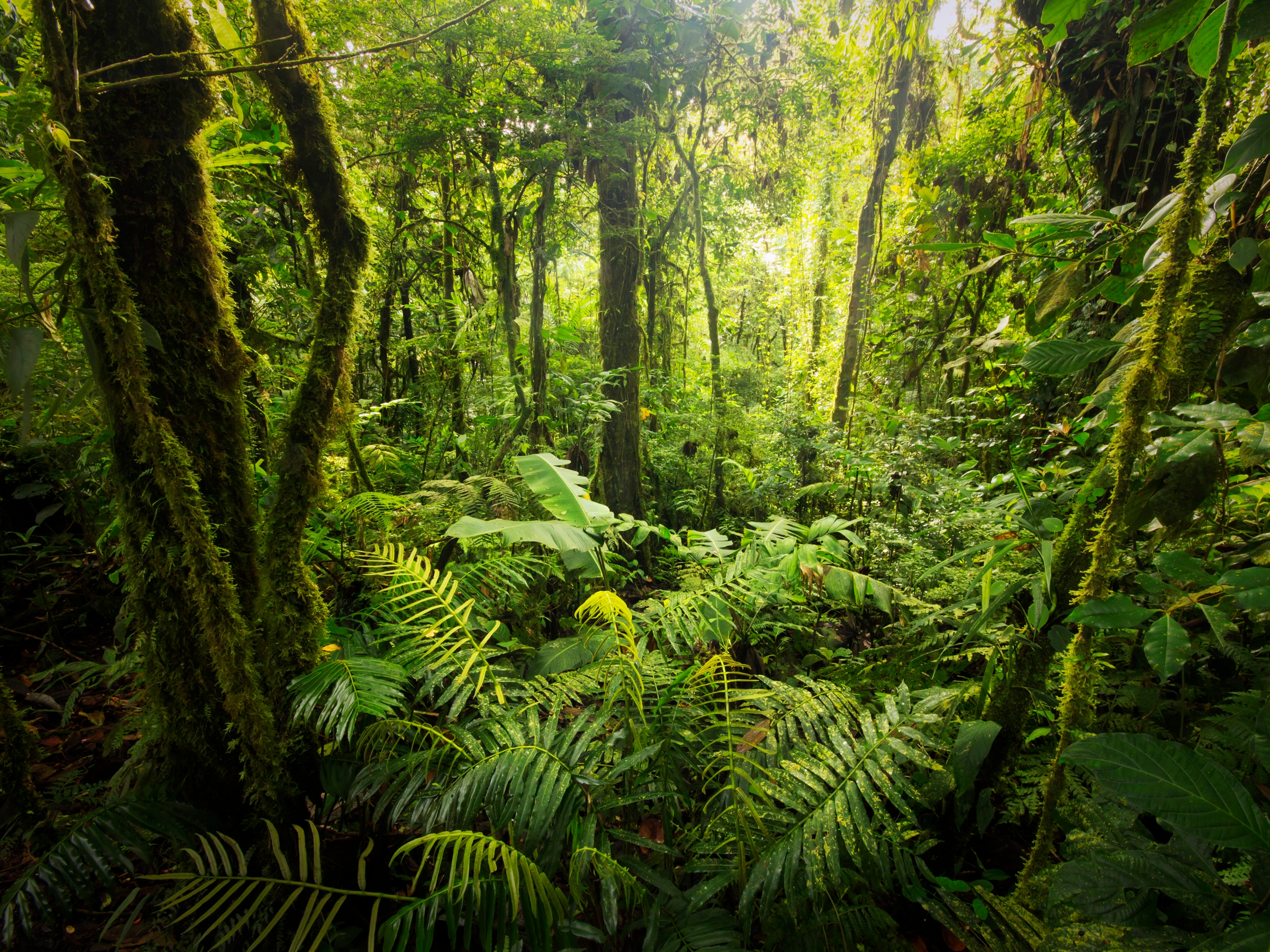 Costa Rica Regenwald