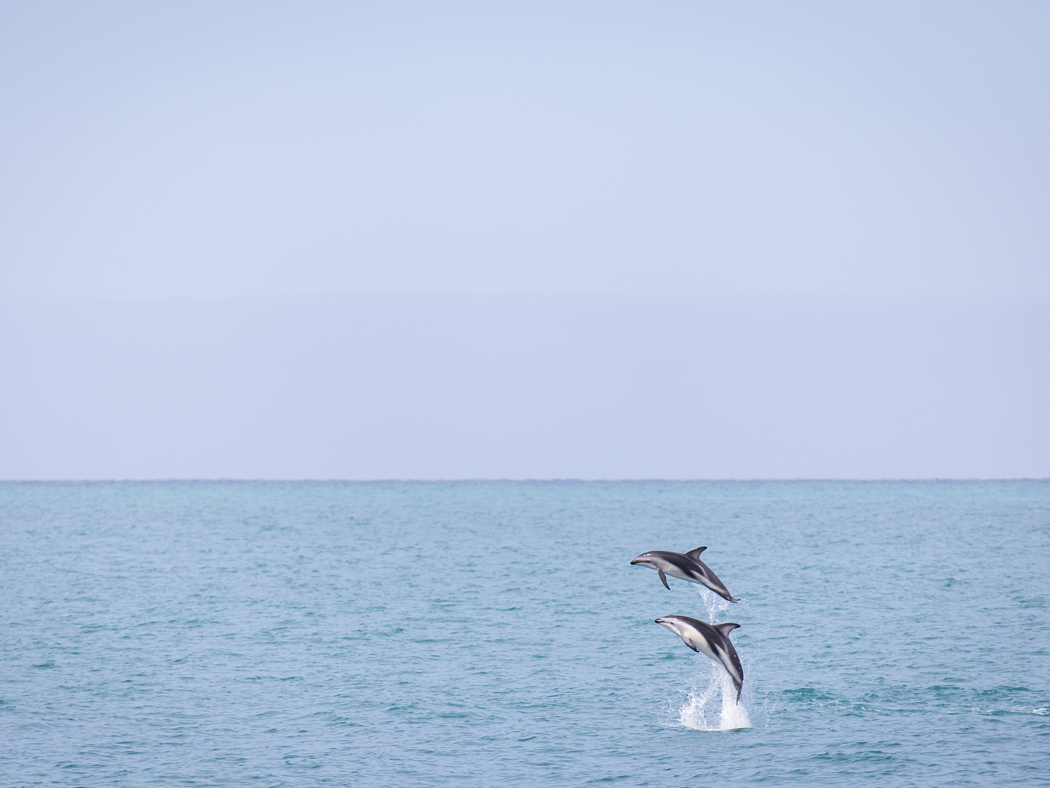 Kaikoura Delfine