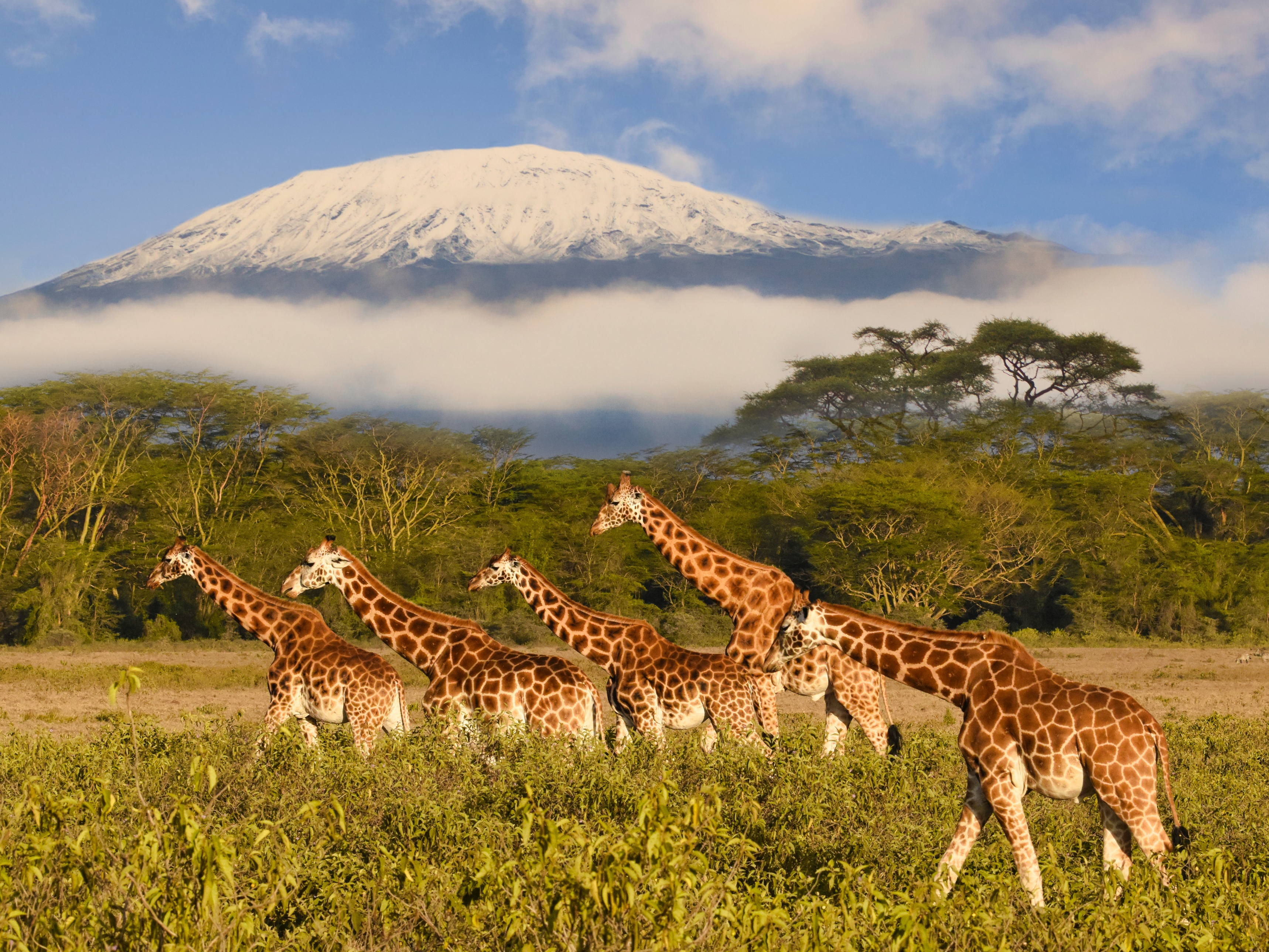 Amboseli Nationalpark Kilimandscharo
