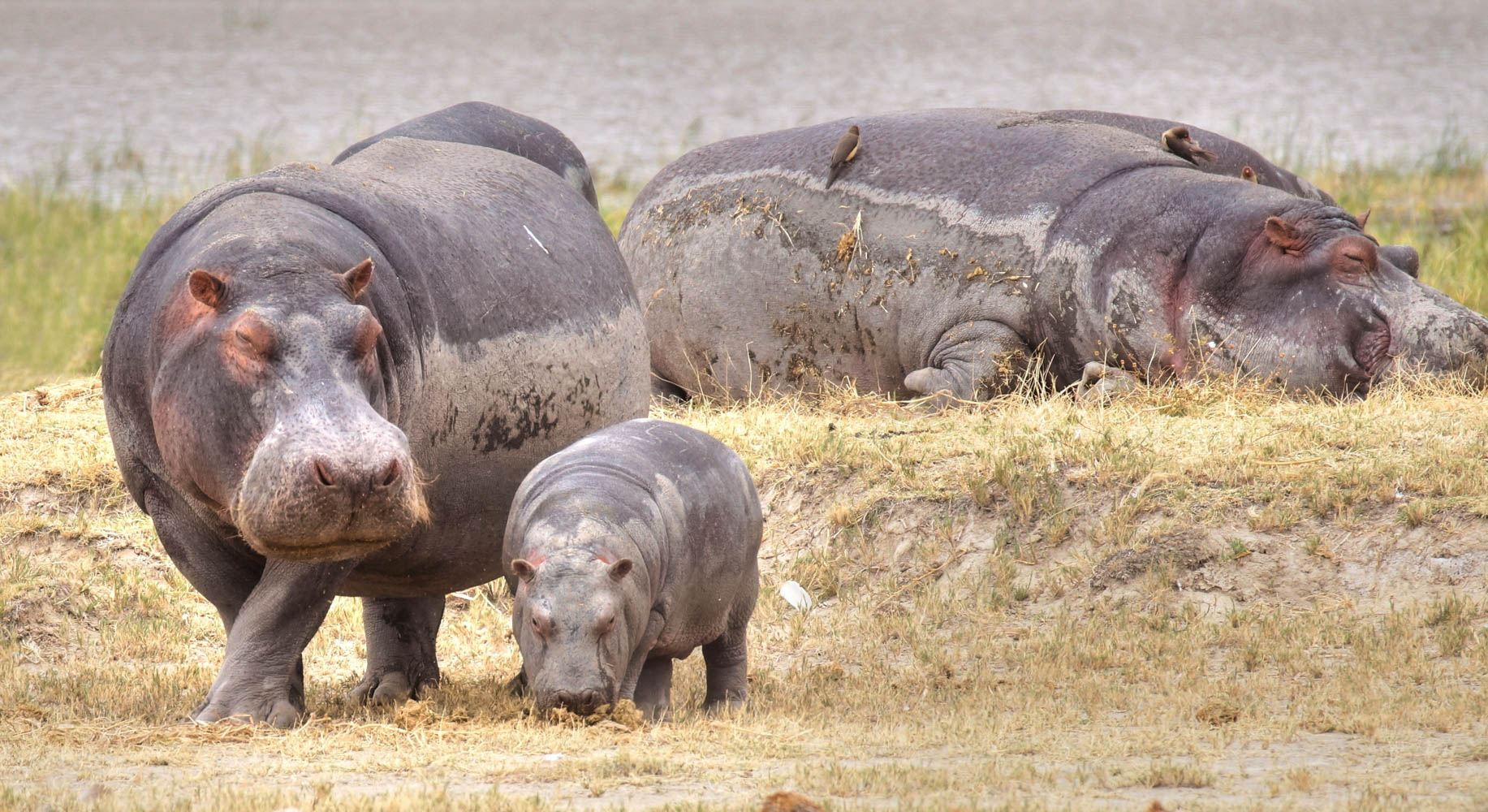 Tarangire and Lake Manyara