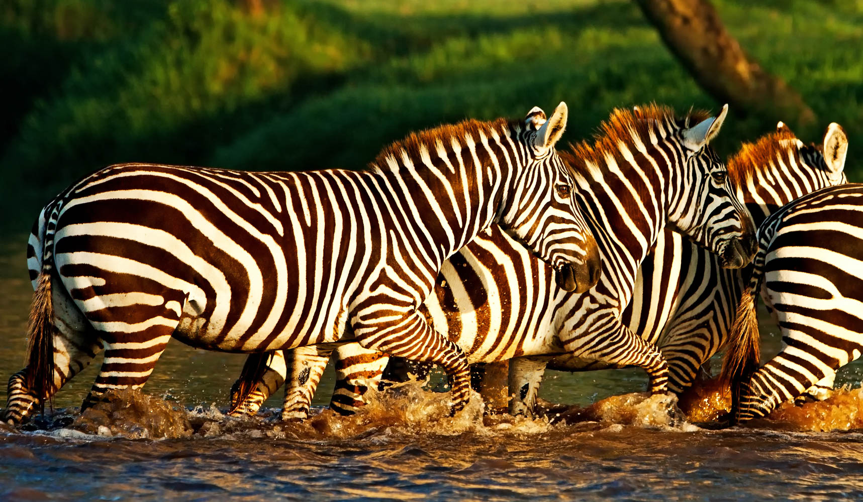 Zanzibar and Selous Safari Getaway