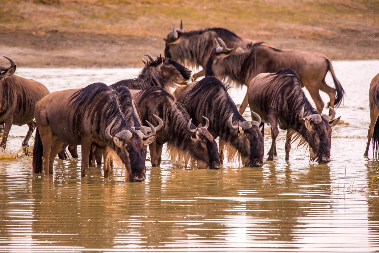 Zanzibar and Serengeti Adventures