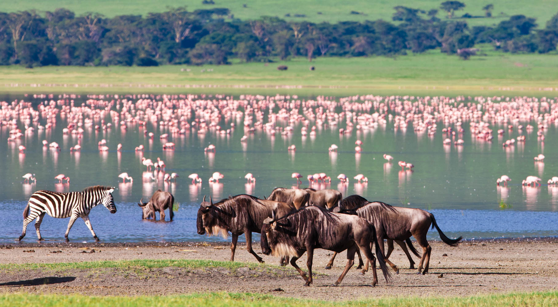 Day Safari: Ngorongoro Crater 