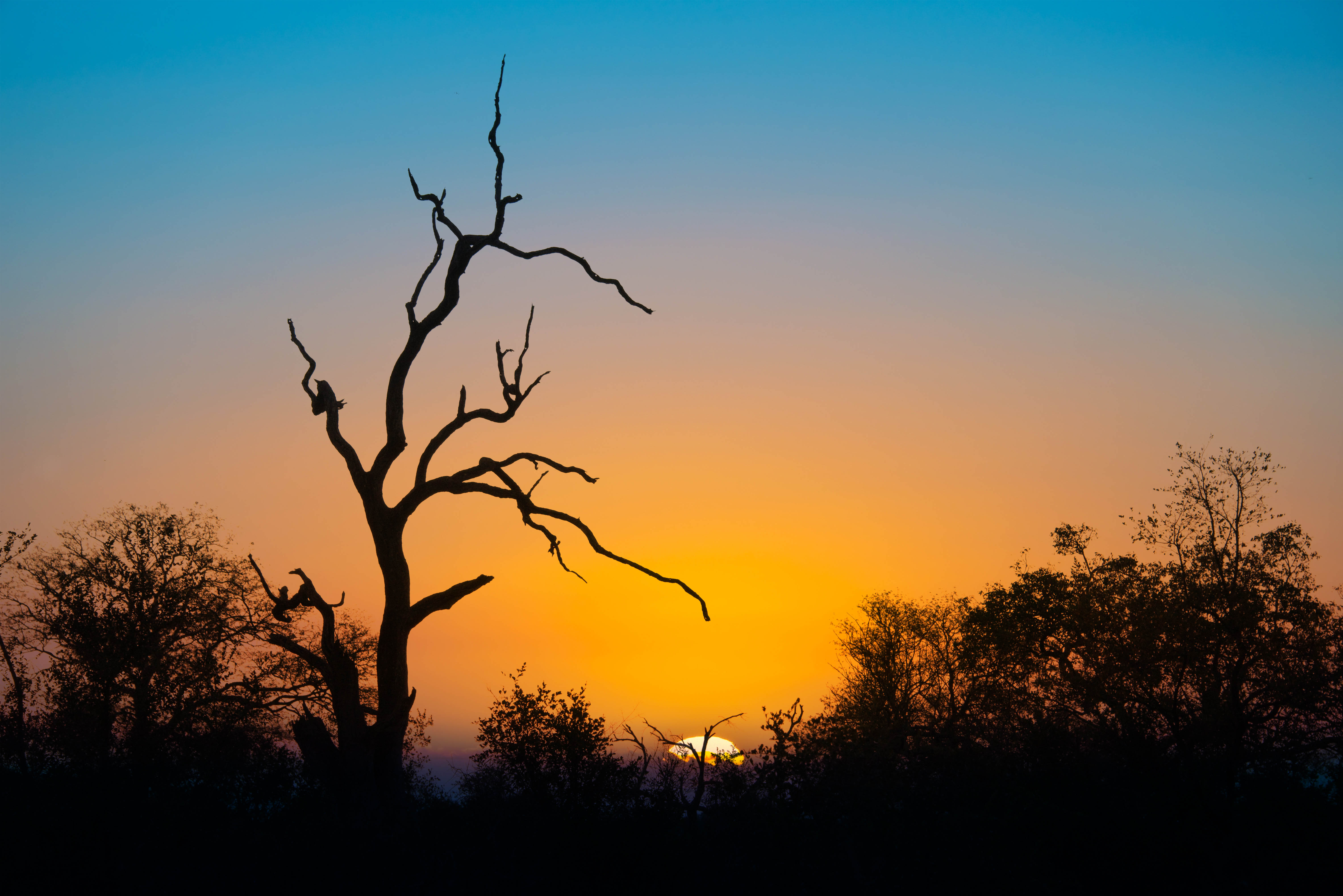 Serengeti Safari Adventure