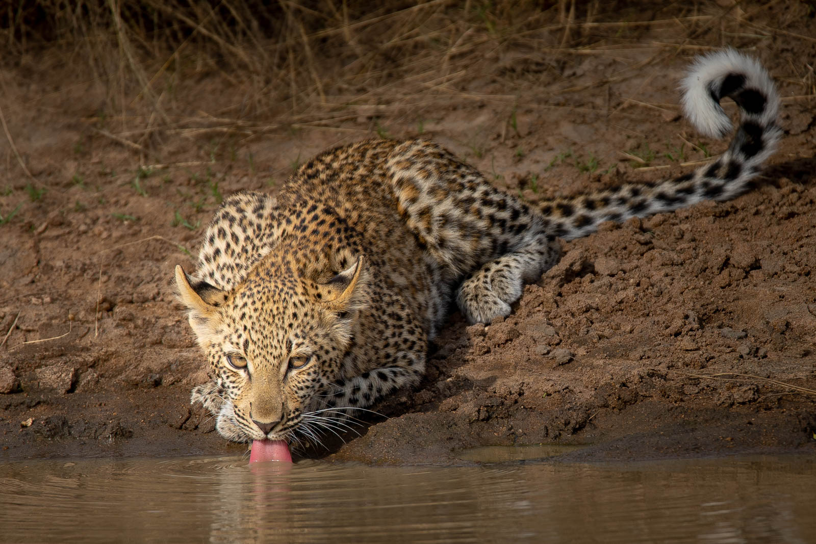 Tanzania Northern Circuit Adventure