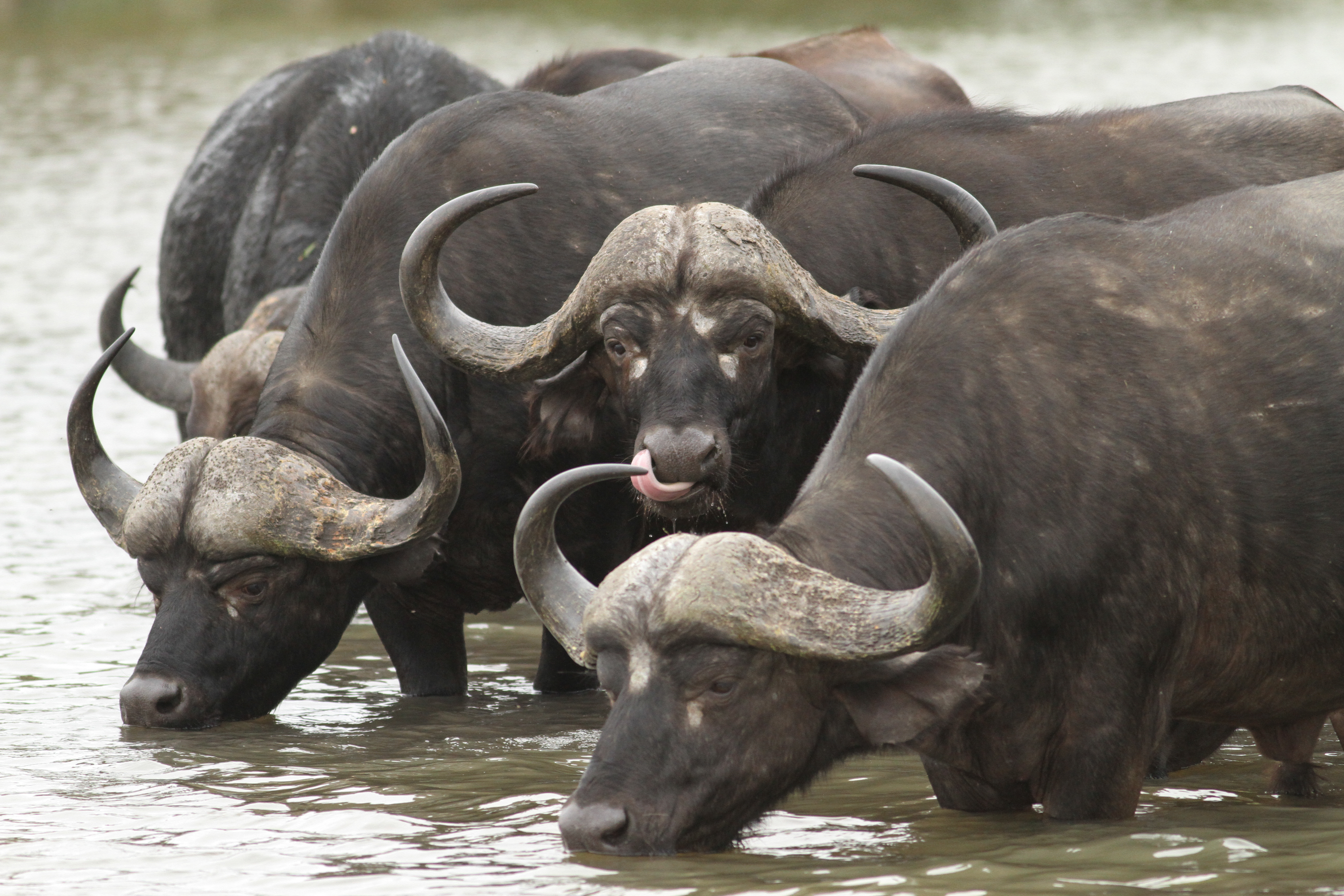 4 Day Luxury Safari to Selous Game Reserve