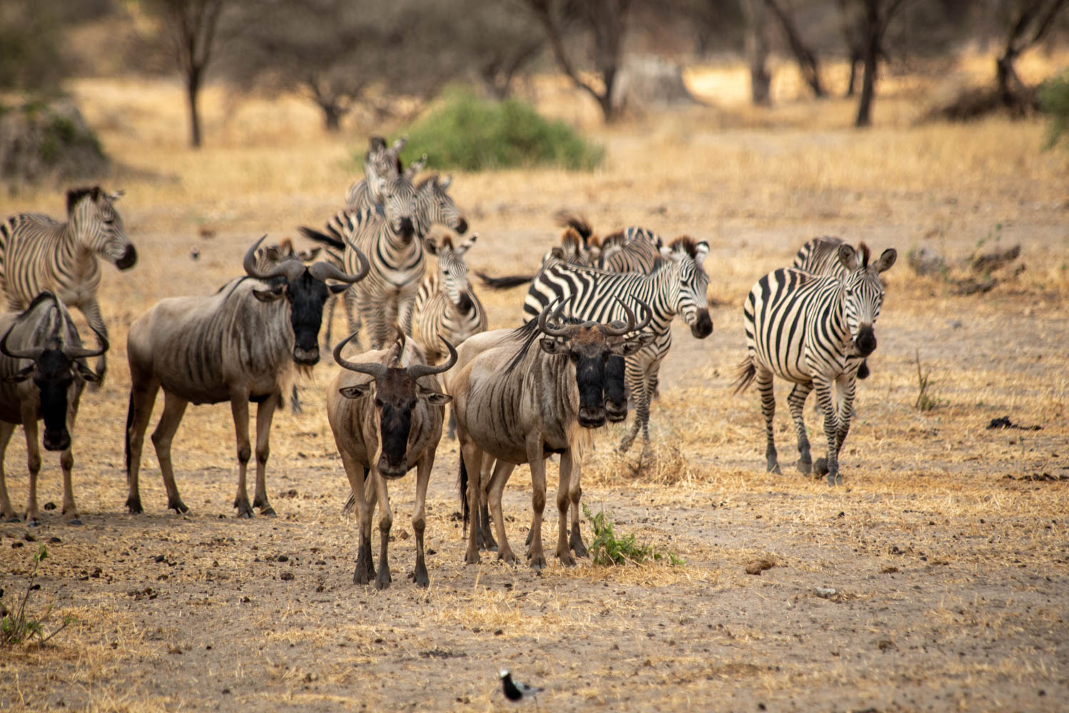 Zanzibar and the Best of the Northern Circuit