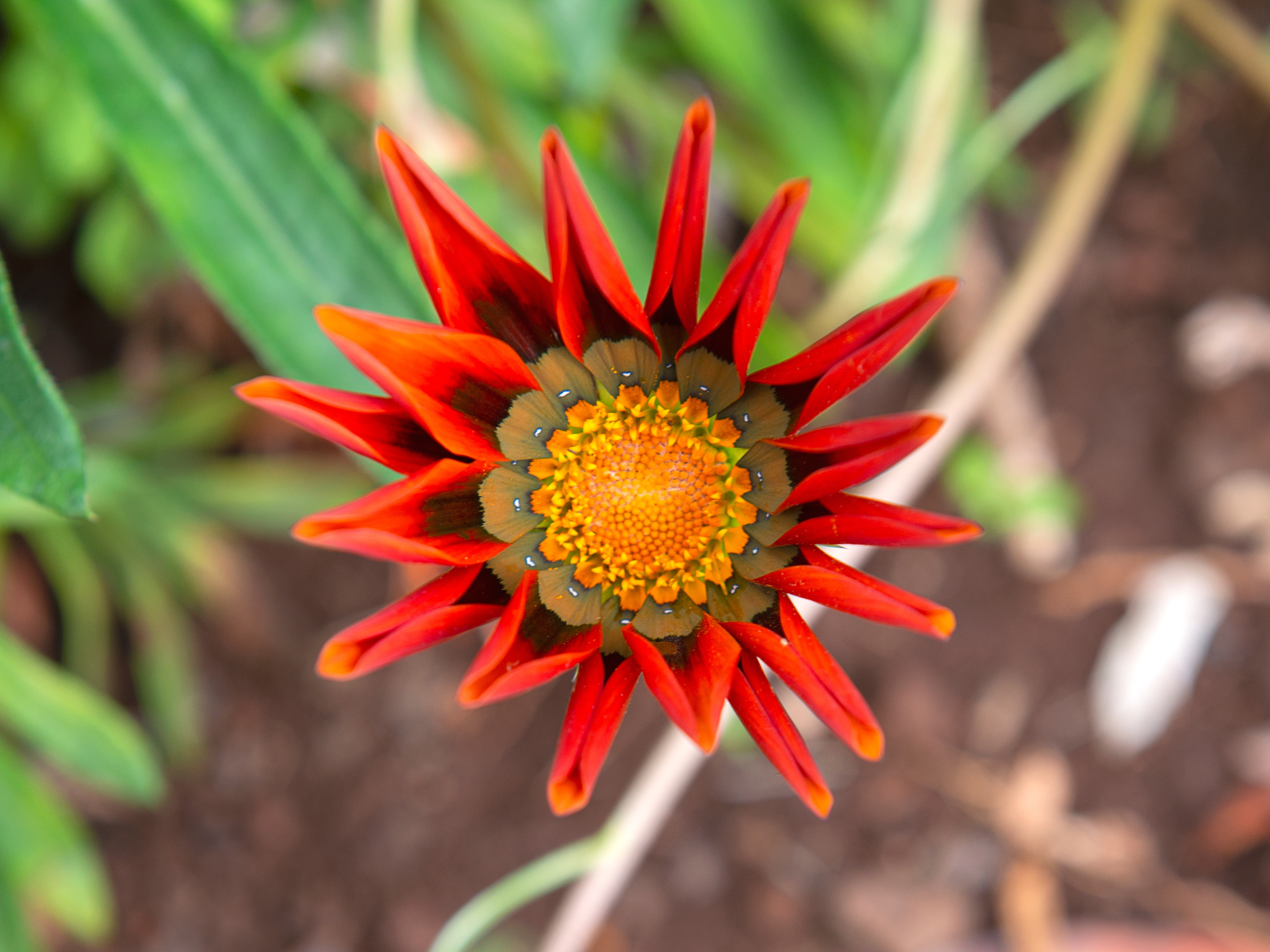 Madeira Funchal Rote Blume