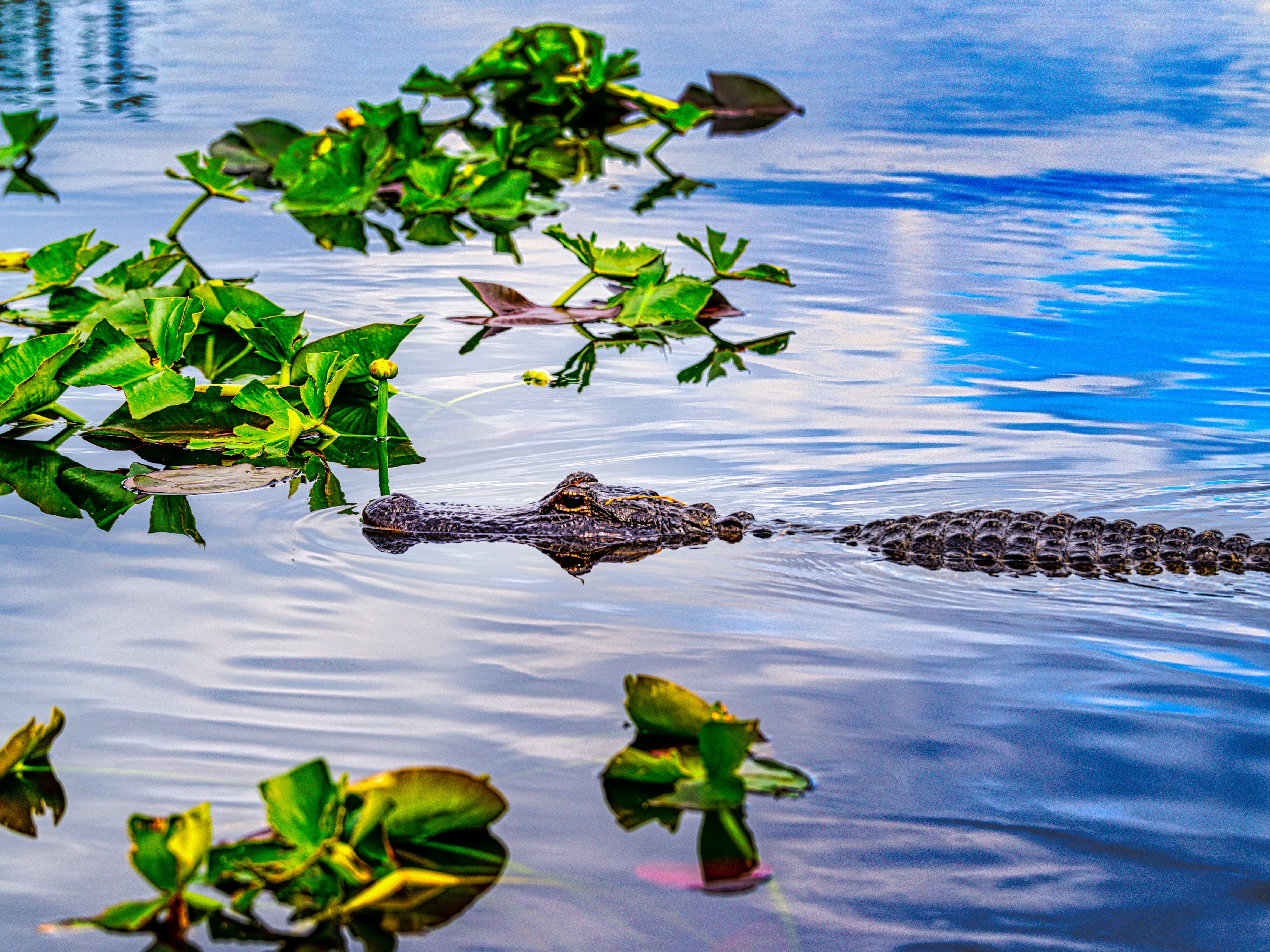Everglades Nationalpark Krokodil