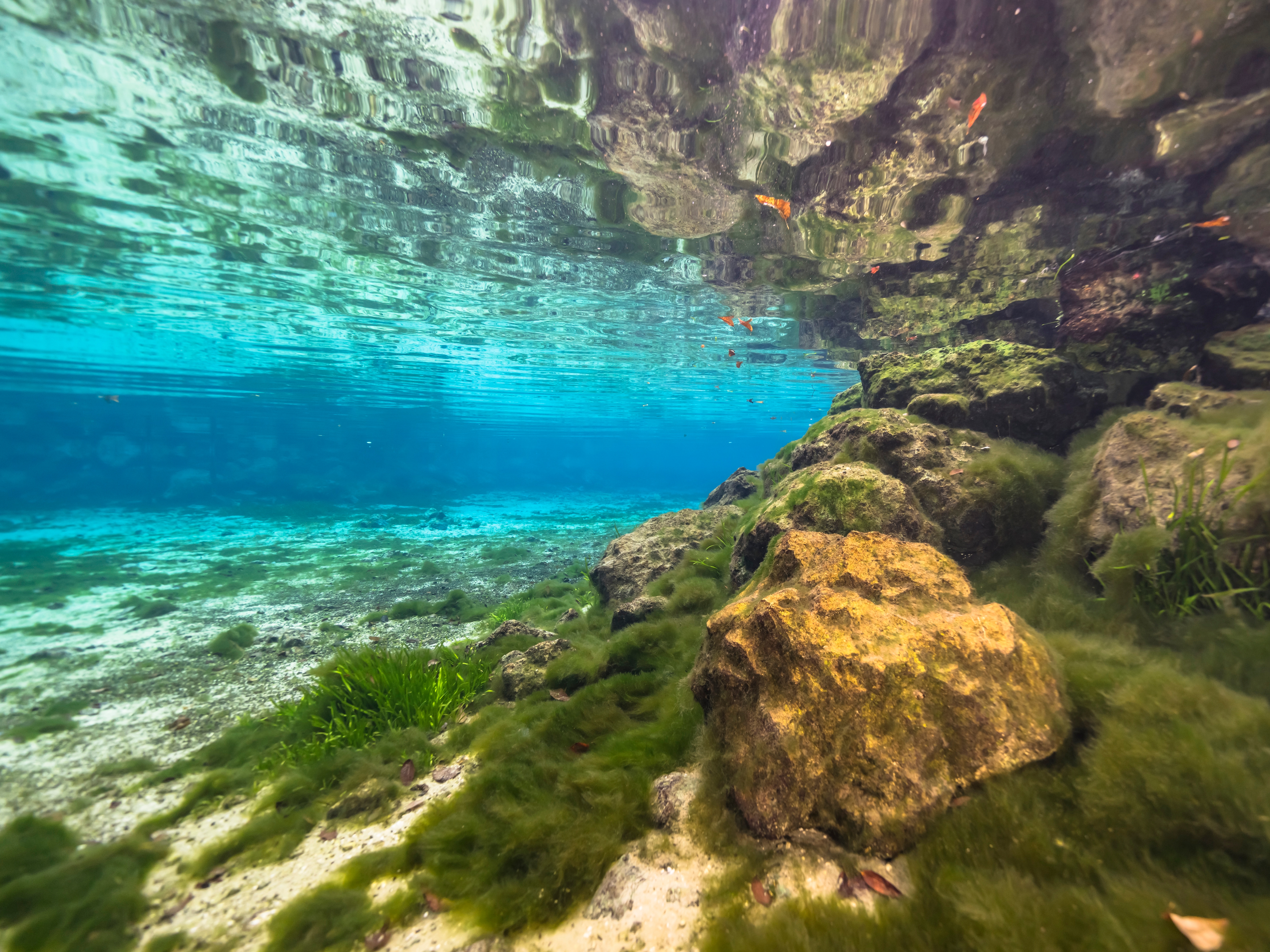 Crystal River Three Sisters Springs