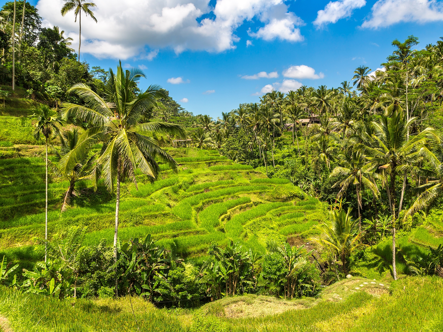 Bali Ubud Tegallalang