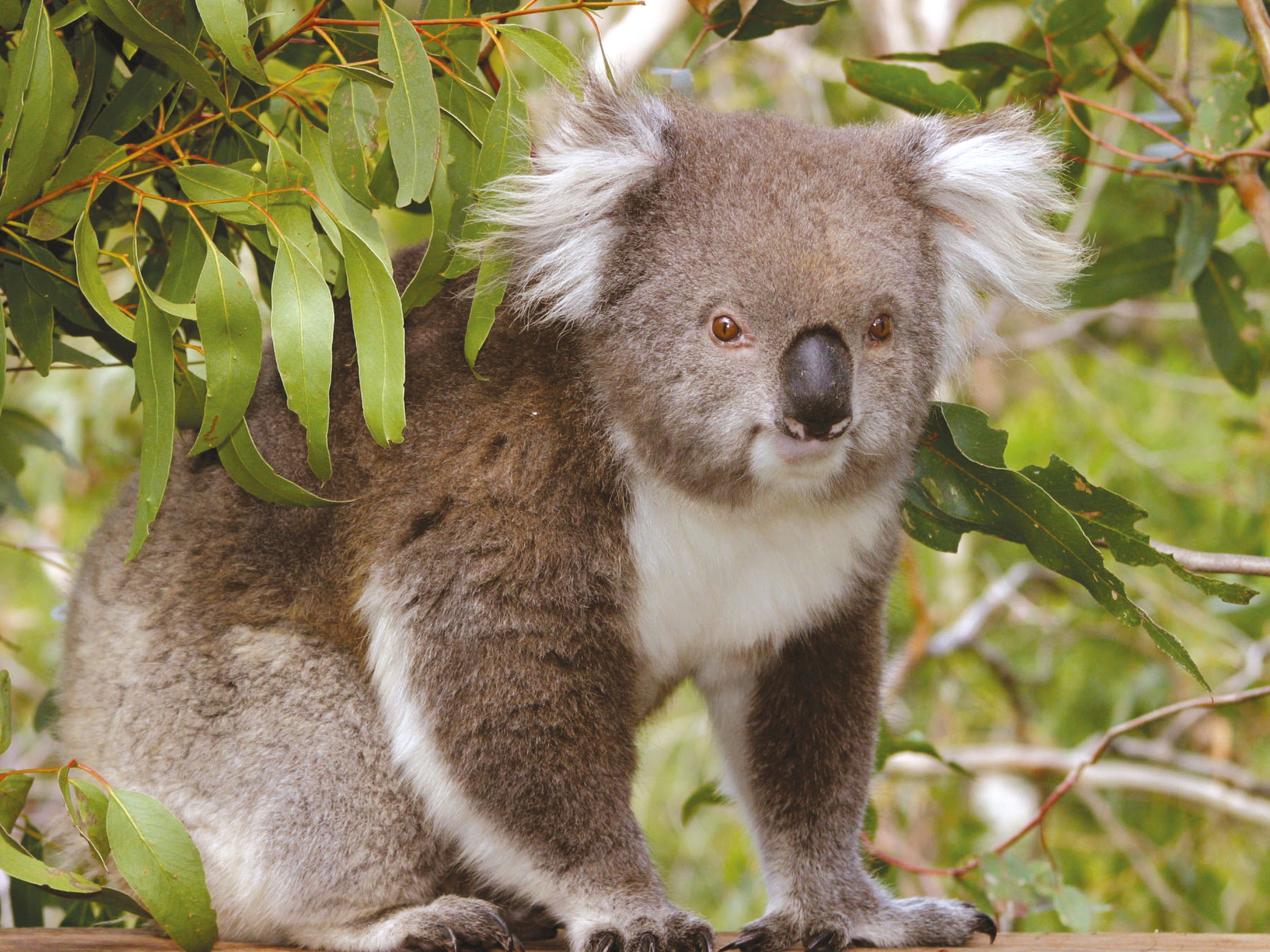 Phillip Island Nature Park Koala