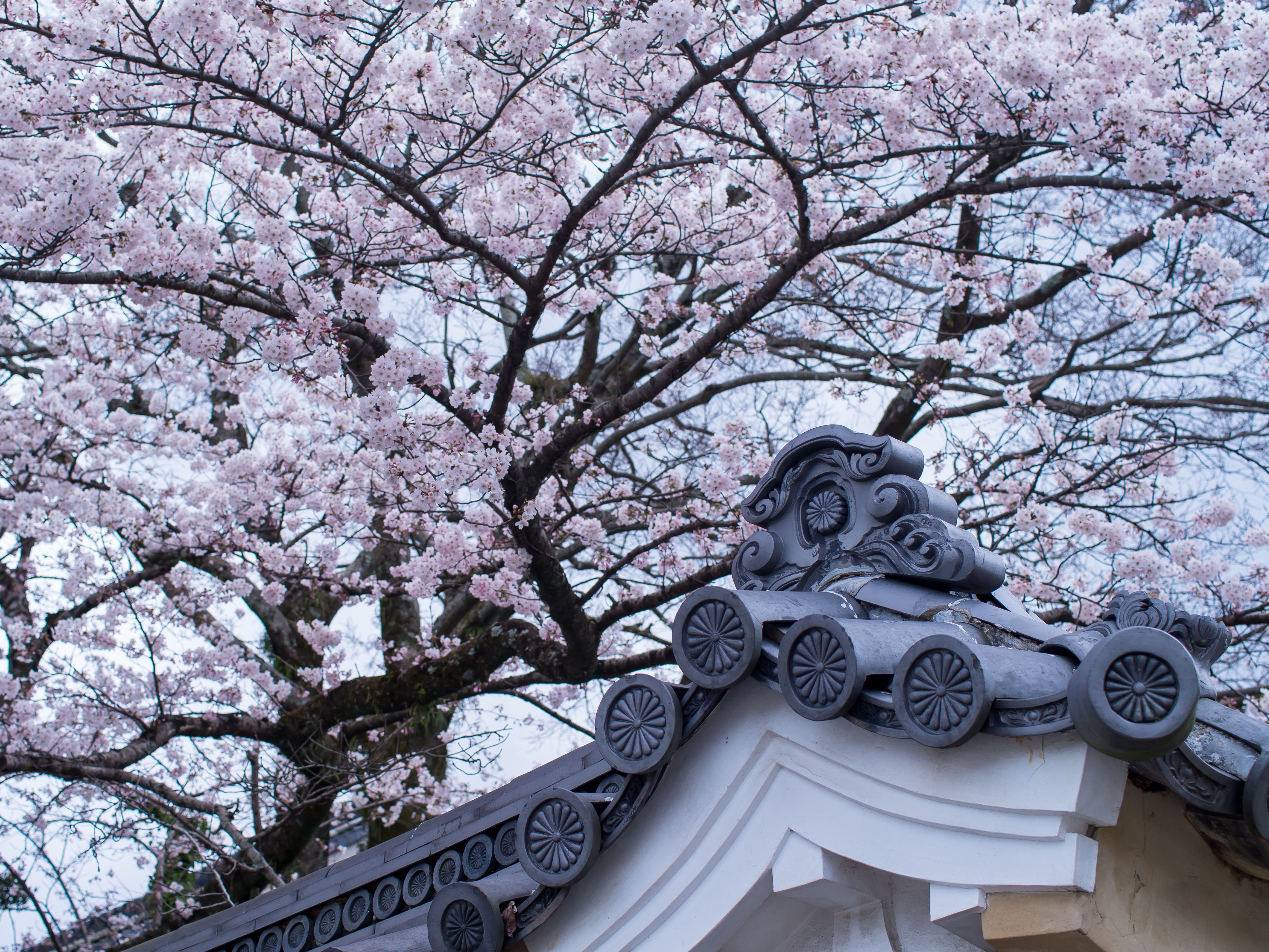Ise Jingu Schrein + Kirschbluete