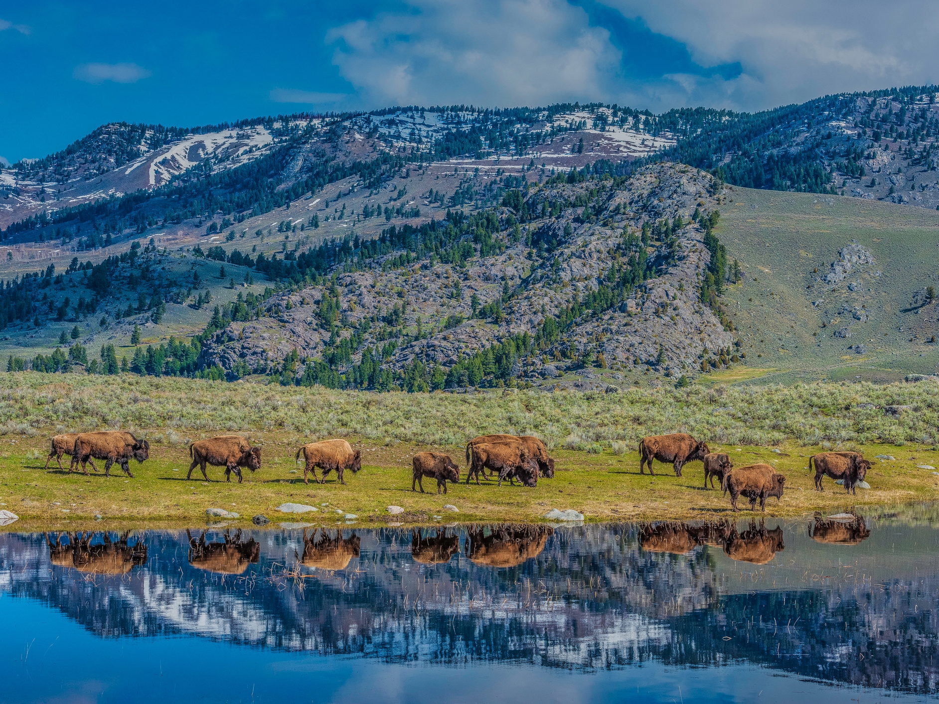 Yellowstone National Park Bueffel