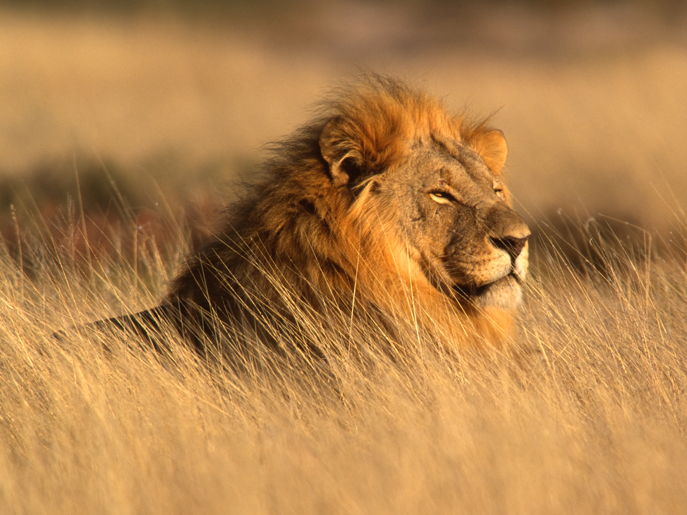 Etosha Nationalpark Loewe