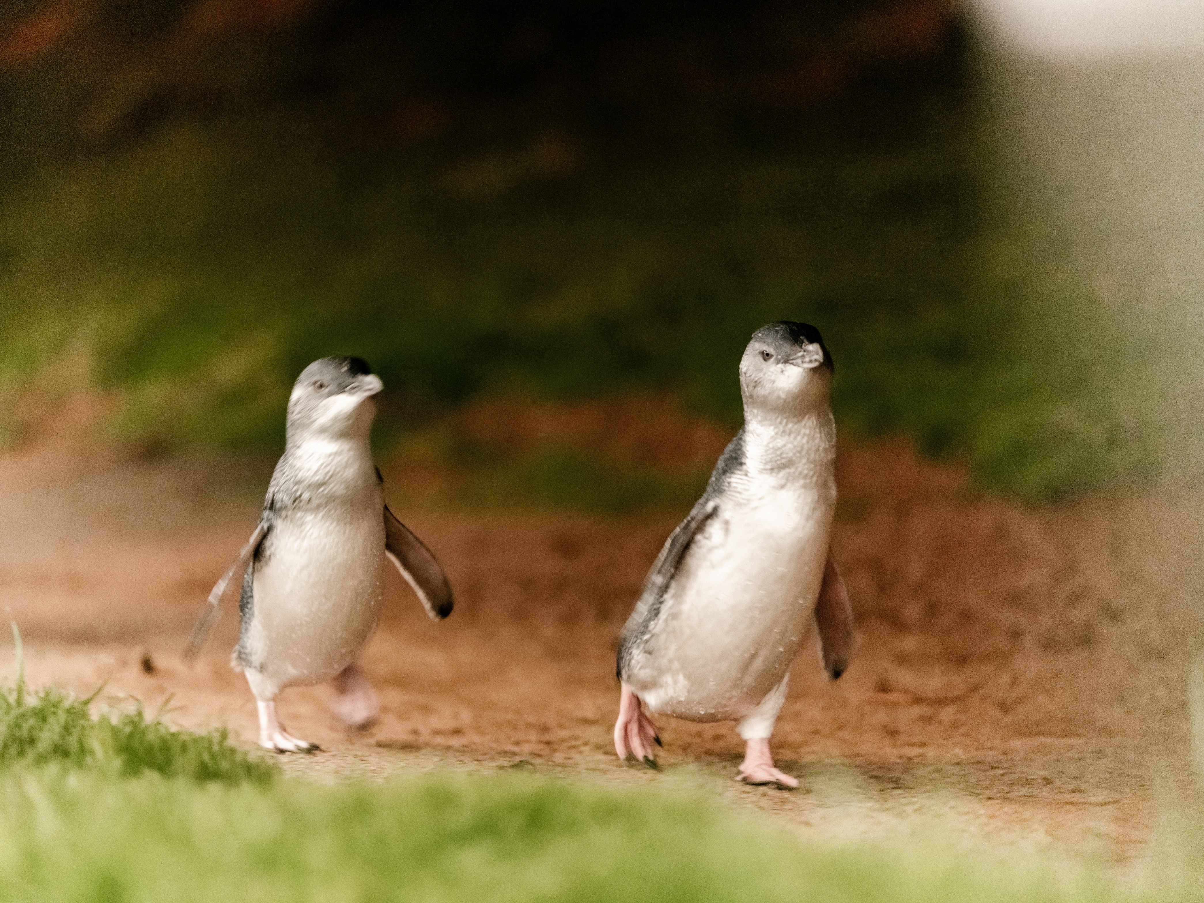 Phillip Island Pinguinparade