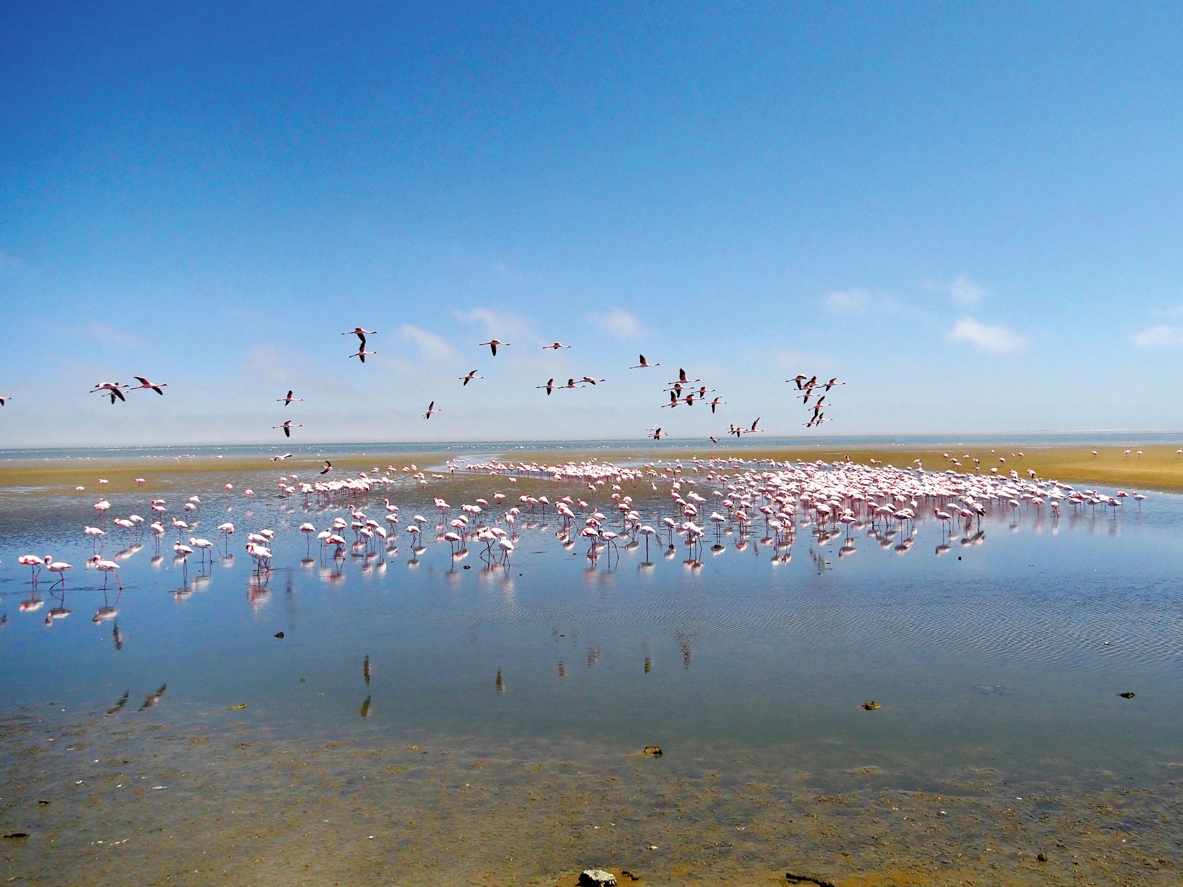 Walvis Bay Flamingos