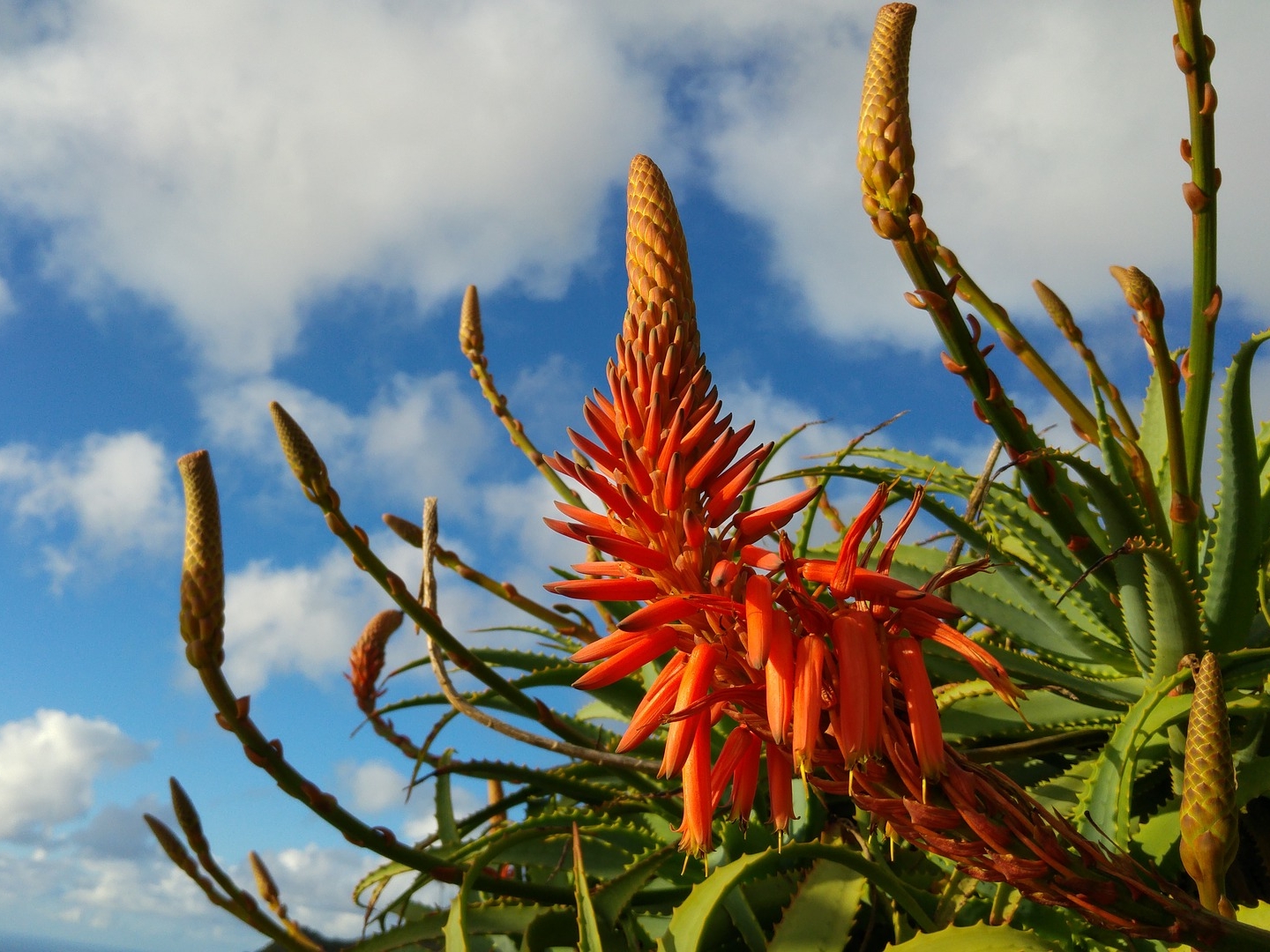 Madeira Blumen