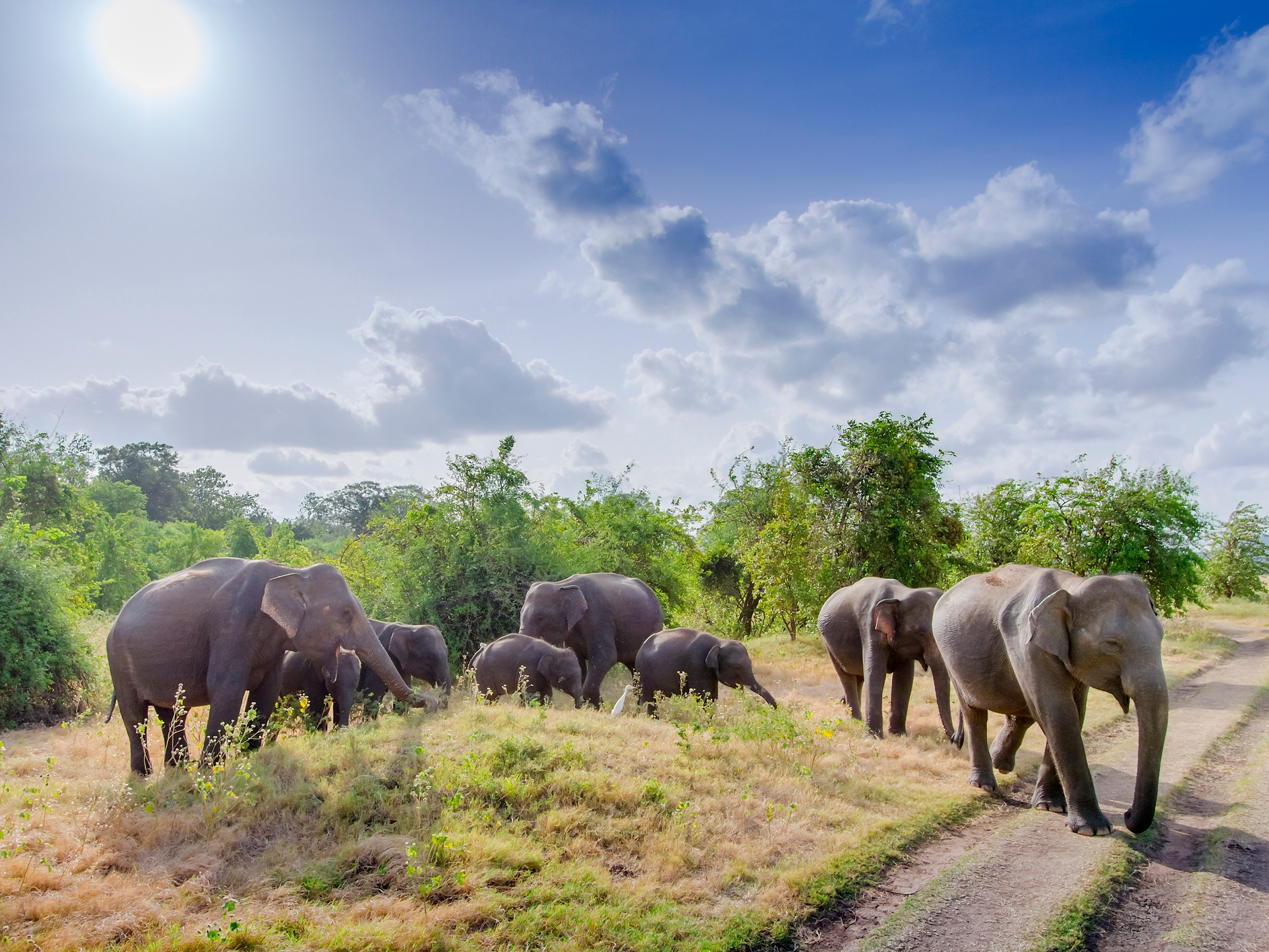 Minneriya Nationalpark