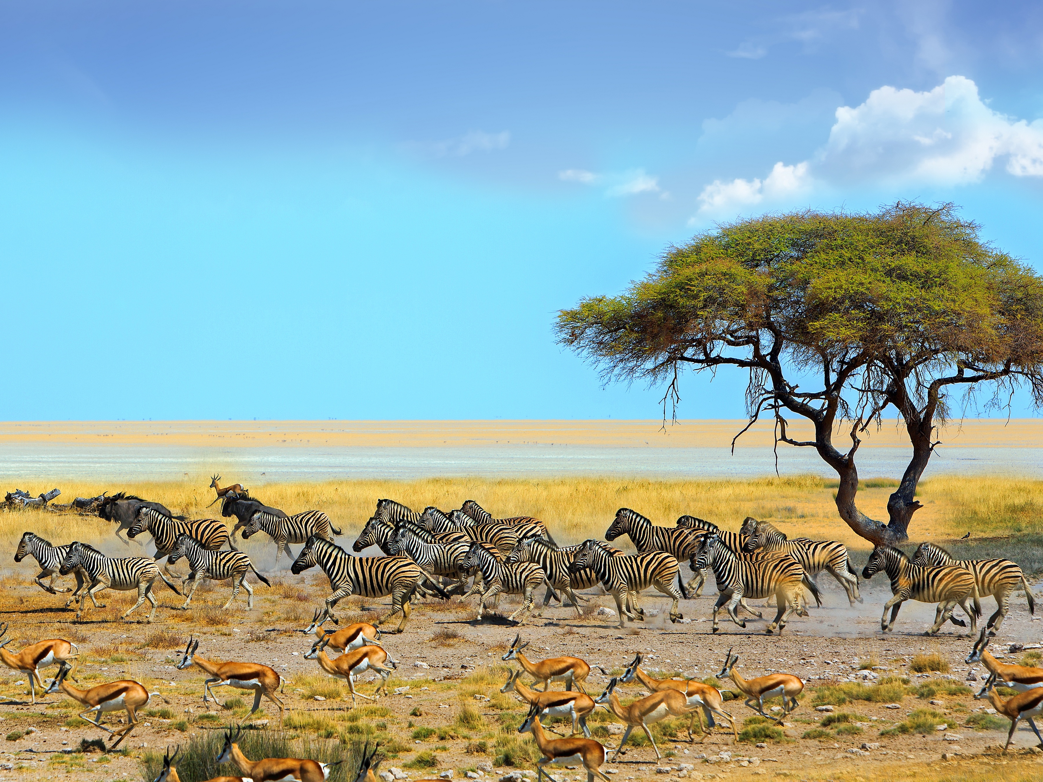 Etosha Nationalpark Zebra Herde