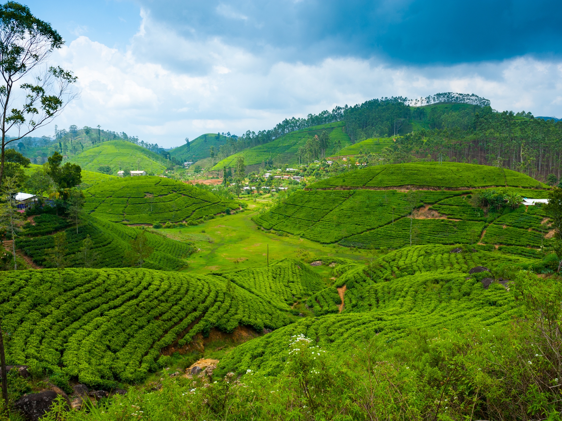 Nuwara Eliya Teeplantagen