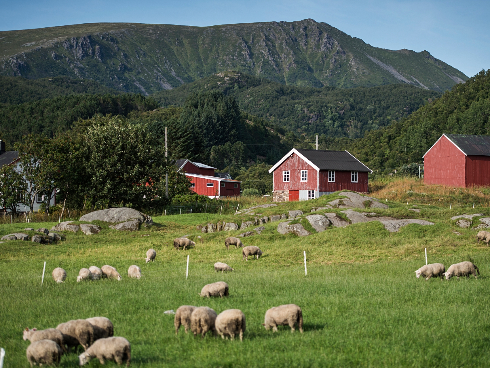 Vesteralen Farm + Schafe