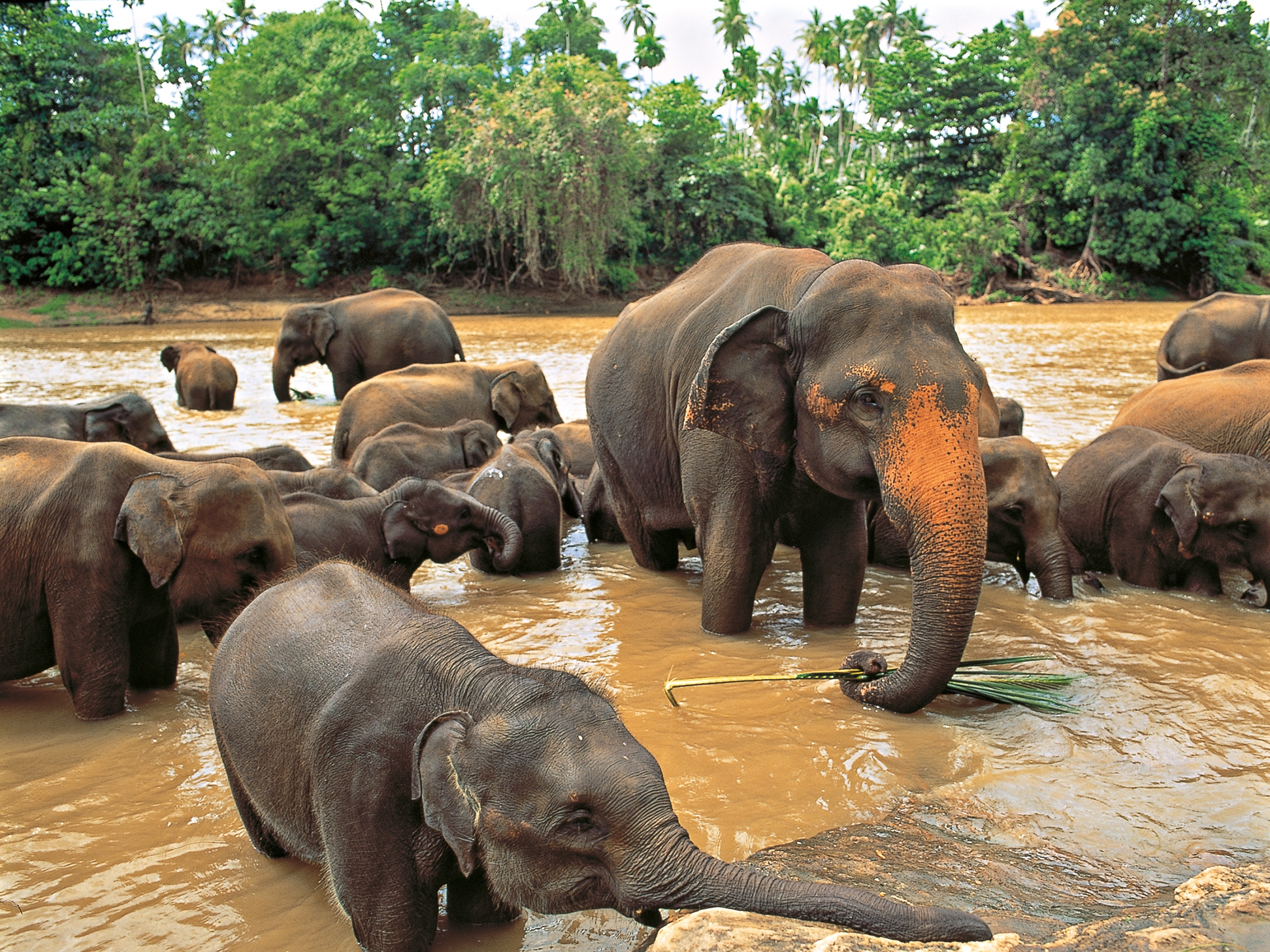 Sri Lanka Elefanten