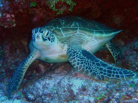 Green Sea Turtle