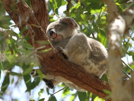 Koala in Noosa, Australia