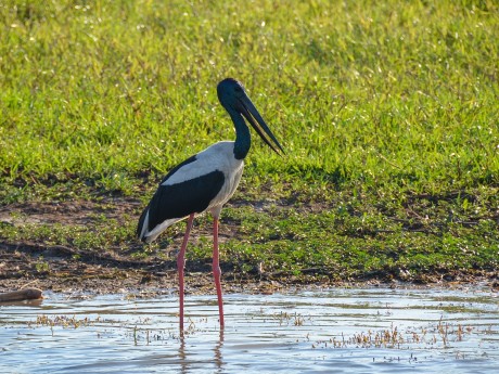 Jabiru