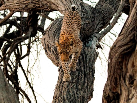 Sunway Botswana Moremi Jez Hollinshead 1