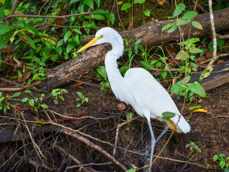 Great Egret