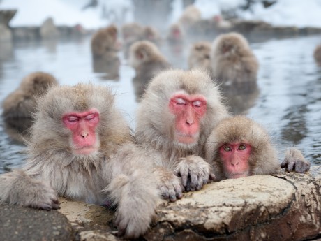 Nagano Jigokudani Yaen Koen Japanmakake