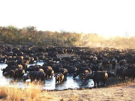 Baobab Ridge_buffalo1-1920w-1920w
