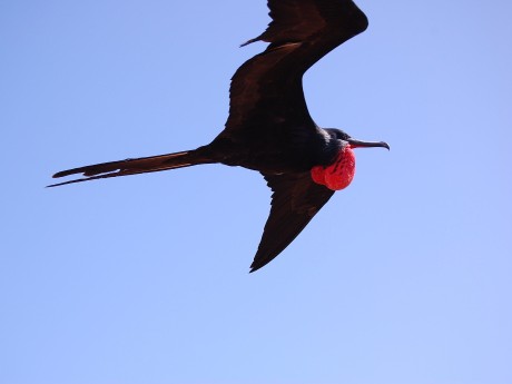 Frigate Bird