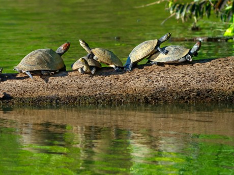 Peru_Amazonas_Tambopata NP_Schildkröten_