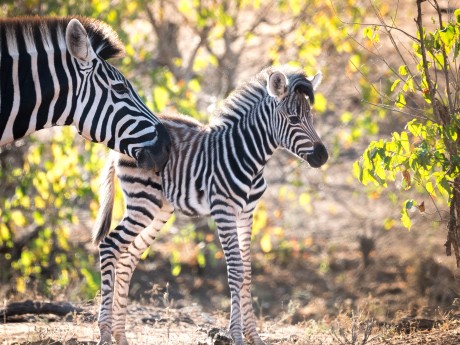 Sunway South Africa Kruger zebra Nicole 