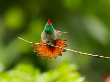 Rufous-tailed Hummingbird