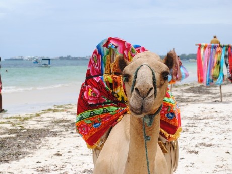 Kamel am Strand, Mombasa