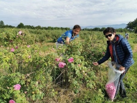 Rose Picking