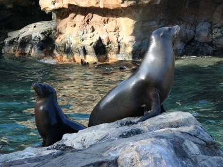 Sea Lions