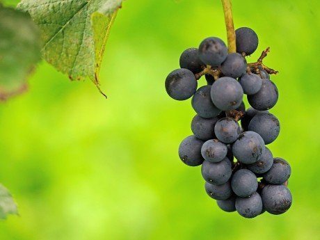 Vineyard grapes