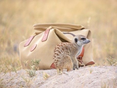 Planet Baobab_Botswana_Meerkat©Sense of 