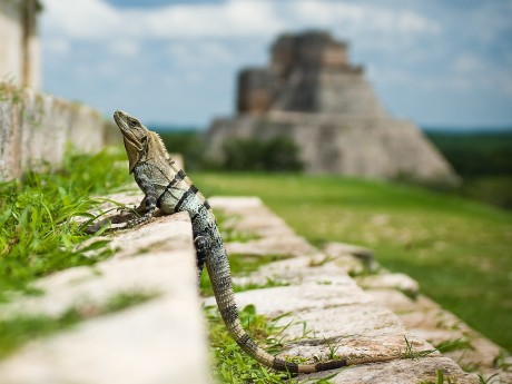 Iguana Chichen Itza