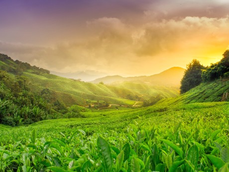 Cameron Highlands Teeplantagen