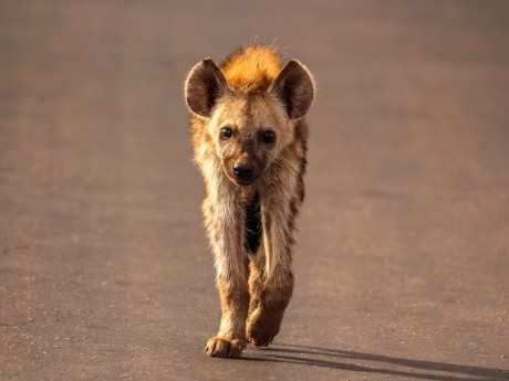 Kruger National Park