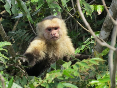 Capuchin monkey