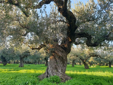 Olive grove