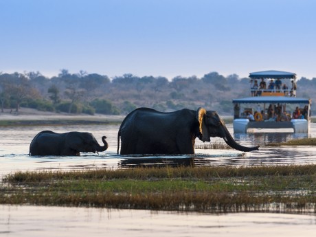 Botswana_Elefanten Chobe River_shutterst