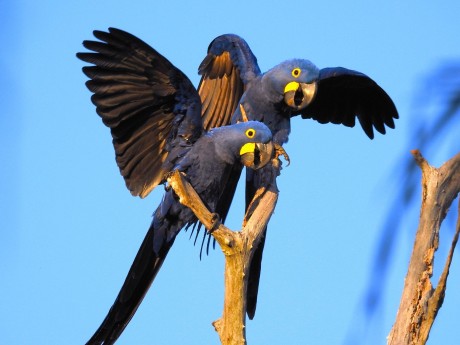 Hyacinth Macaw